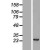 Western Blot: GSTM4 Lysate [NBL1-11374] - Western Blot experiments. 
Left-Control; Right -Over-expression Lysate for GSTM4